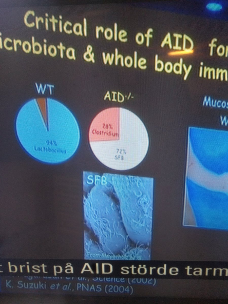 cviktore's tweet image. Comic Sans officially the most legit font: Tasuku Honjo&apos;s slides for the Nobel prize lecture on how to improve cancer treatment.