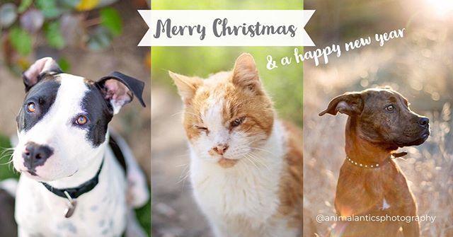 It’s nearly here! Christmas is so close! I hope you all have an amazing Christmas and New Year break, be safe and spend lots of lazy days with your favourite furry friends. bit.ly/2EHOVk9