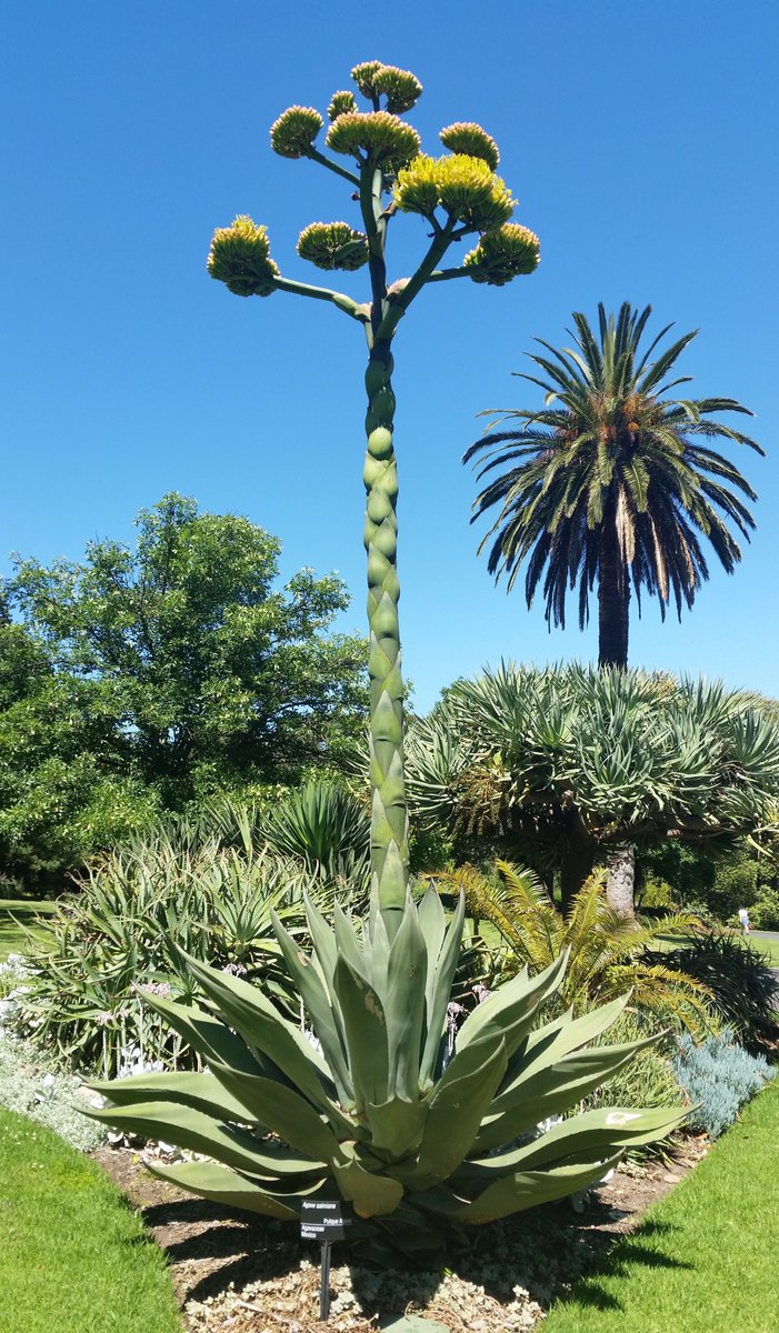 Century Plant Agave Americana In Flower Big Bend National Park Texas 6B1