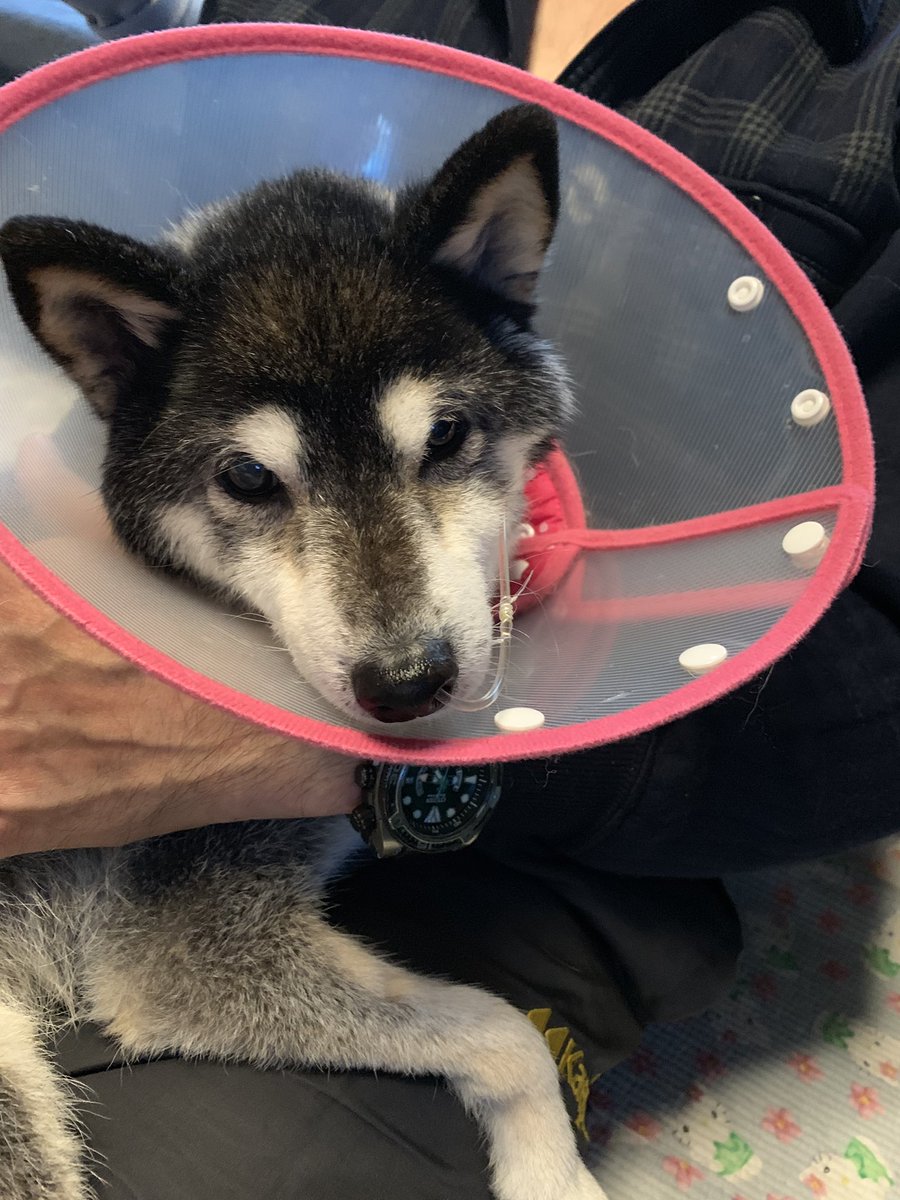 マリンママ Twitterissa うんち 出た しばいぬ Sibainu 柴犬 黒柴 老犬 老犬介護 マリンママ Twitterissa うんち 出た しばいぬ Sibainu 柴犬 黒柴 老犬 老犬介護