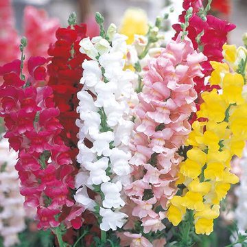 キンギョソウの育て方 冬越しなど枯らさずに管理をする方法を解説 Botanica