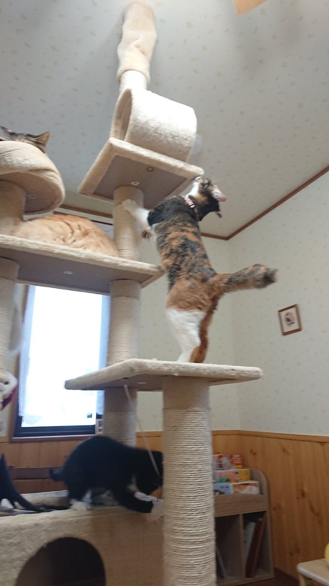 来飛 青い森の青廃類廃 弘前相馬村の猫カフェfive Catsさんに行ってきました いっぱい写真撮ったんでまた改めてアップします ˊᵕˋ 猫達可愛くてかなり癒された 次は春 雪解け頃行かなくては 来飛 青い森の青廃類廃 弘前相馬村の猫カフェfive Catsさんに行ってきました いっぱい写真撮ったんでまた改めてアップします ˊᵕˋ 猫達可愛くてかなり癒された 次は春 雪解け頃行かなくては