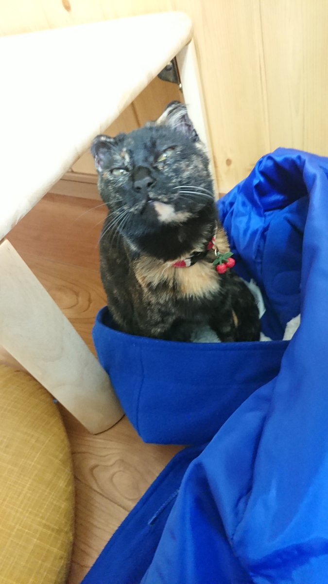来飛 青い森の青廃類廃 弘前相馬村の猫カフェfive Catsさんに行ってきました いっぱい写真撮ったんでまた改めてアップします ˊᵕˋ 猫達可愛くてかなり癒された 次は春 雪解け頃行かなくては