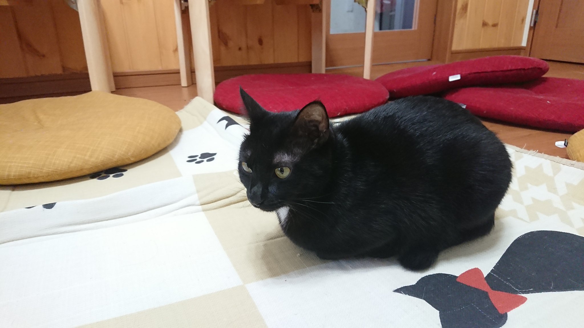 Twitter 上的 来飛 類くん誕生日おめでとう 祭壇中 弘前相馬村の猫カフェfive Catsさんに行ってきました いっぱい写真撮ったんでまた改めてアップします ˊᵕˋ 猫達可愛くてかなり癒された 次は春 雪解け頃行かなくては T Co Jcyva3krmm