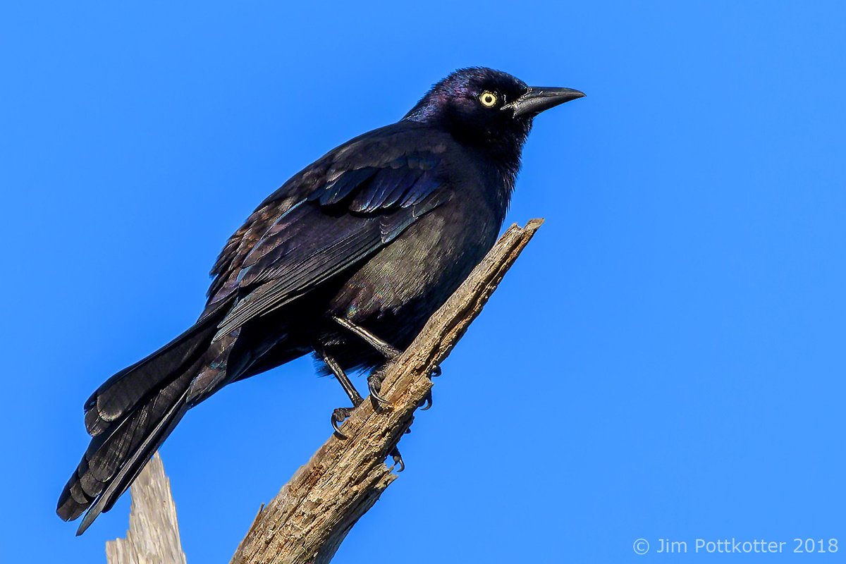 HappyPixr's tweet photo. I was returning from a day of birding and had already lost the light at ground level. Along the way, I saw this Common Grackle bathed in the last rays of the setting sun on the highest perch around. This was the last shot of the day. #birds #birding #nature #wildlife #photography https://t.co/m7Dc4OFN01