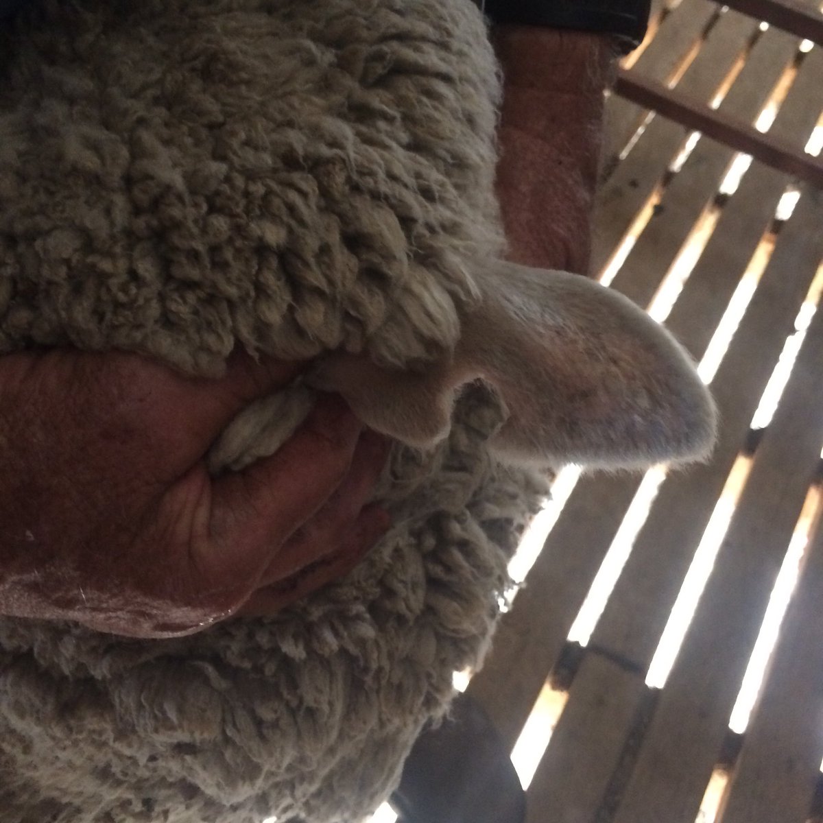 paul_psbrooks's tweet photo. Stolen from Forbes mid December 150x2tooth ewes carrying 10 months wool.Any info call Rawson Leach  0428  535 124. https://t.co/h1wLDkOqKQ