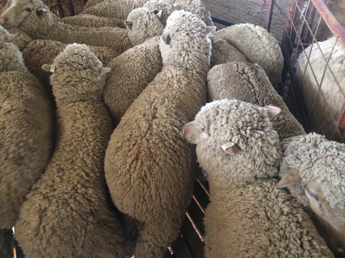 paul_psbrooks's tweet photo. Stolen from Forbes mid December 150x2tooth ewes carrying 10 months wool.Any info call Rawson Leach  0428  535 124. https://t.co/h1wLDkOqKQ