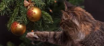 7189GLR's tweet photo. Les deseo a todos ustedes unas bonitas fiestas llenas de paz, amor y alegría y rodeados de sus familias....Se lo deseo de todo corazón.

FELIZ NAVIDAD Y PROSPERO AÑO NUEVO https://t.co/rWwBc5e9BV