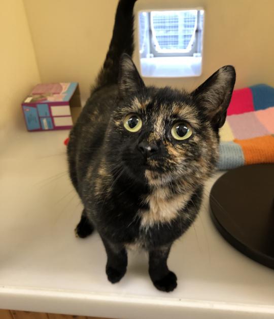 Good morning from Lilo! She's a stunning girlie looking for a new home. She has taken to cattery life quite well and she adores all of he staff. She can regularly be found rolling around wanting to be showered in affection 😍😍 Meet her: bit.ly/2GyeCFf