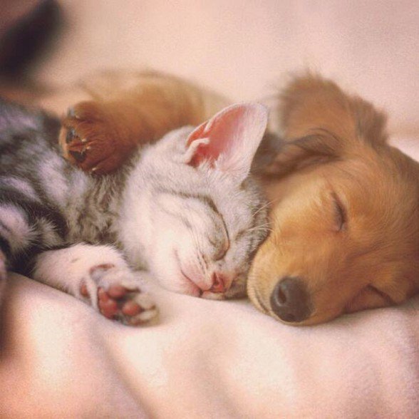 OurLovelyNature's tweet photo. Awww, Best Friends.  I love this pictures. https://t.co/EctFg3siew