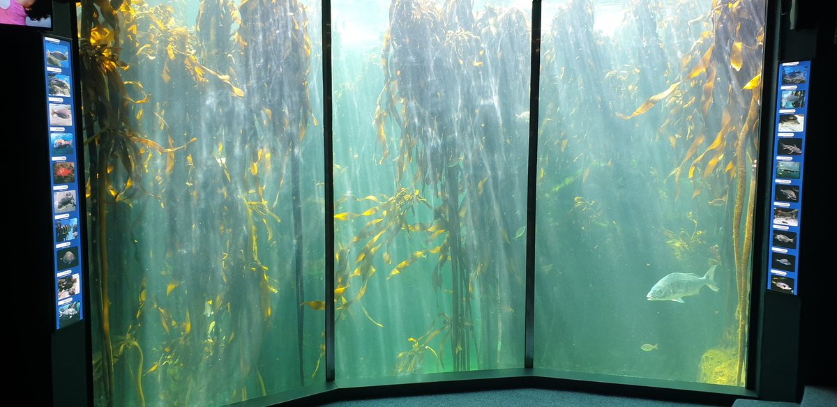 jonnyhg14's tweet photo. Absolutely worth the wait!!! @2OceansAquarium does it again with another fantastic display. SA attractions really showing how it's done. #SAforthewin https://t.co/gB9qMTMZY9