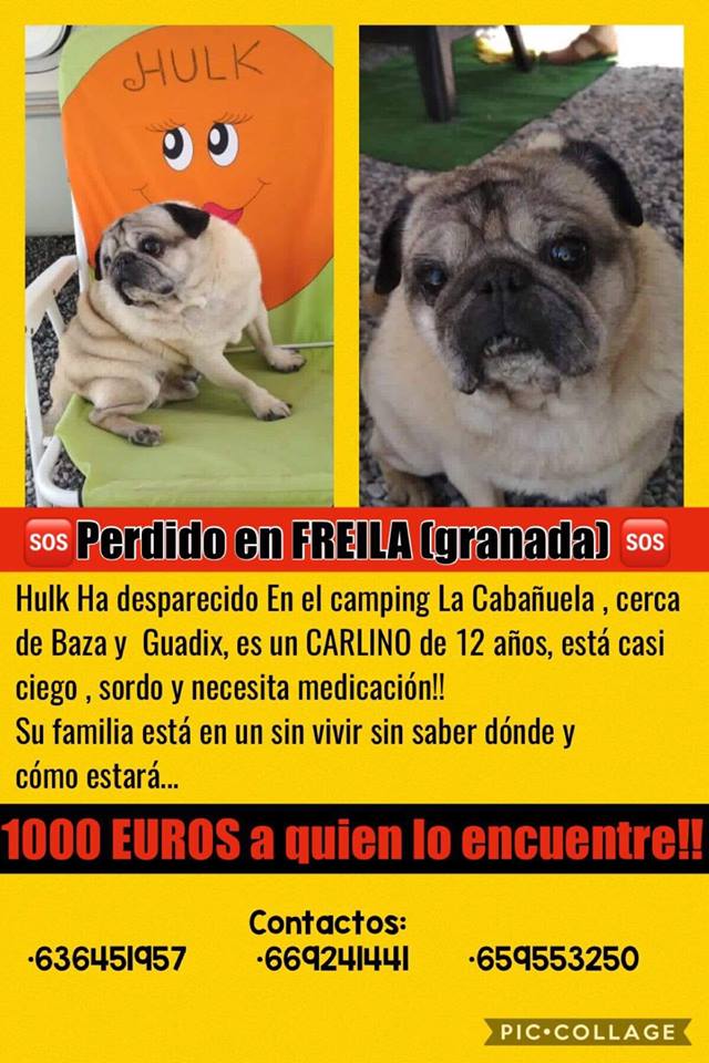 SosAbuelos1's tweet image. RECOMPENSA 1000€
#Perdido en el Camping La Cabañuela Freila (Granada)
Se llama Hulk tiene 12 años, toma medicación para el corazón, tiene Chip
Por favor apenas oye ni ve, por lo que creemos que alguien lo cogió
Por favor para nosotros no es solo un perro, es nuestra familia 😭