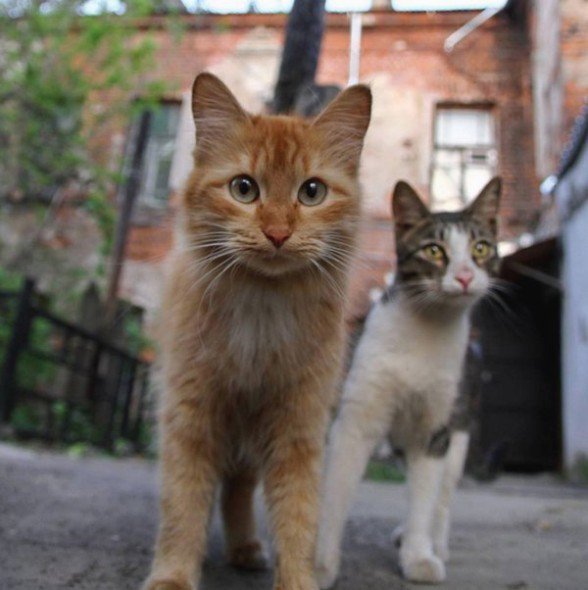GreatestAnimals's tweet photo. Boys in da hood! https://t.co/feffUkb2kN