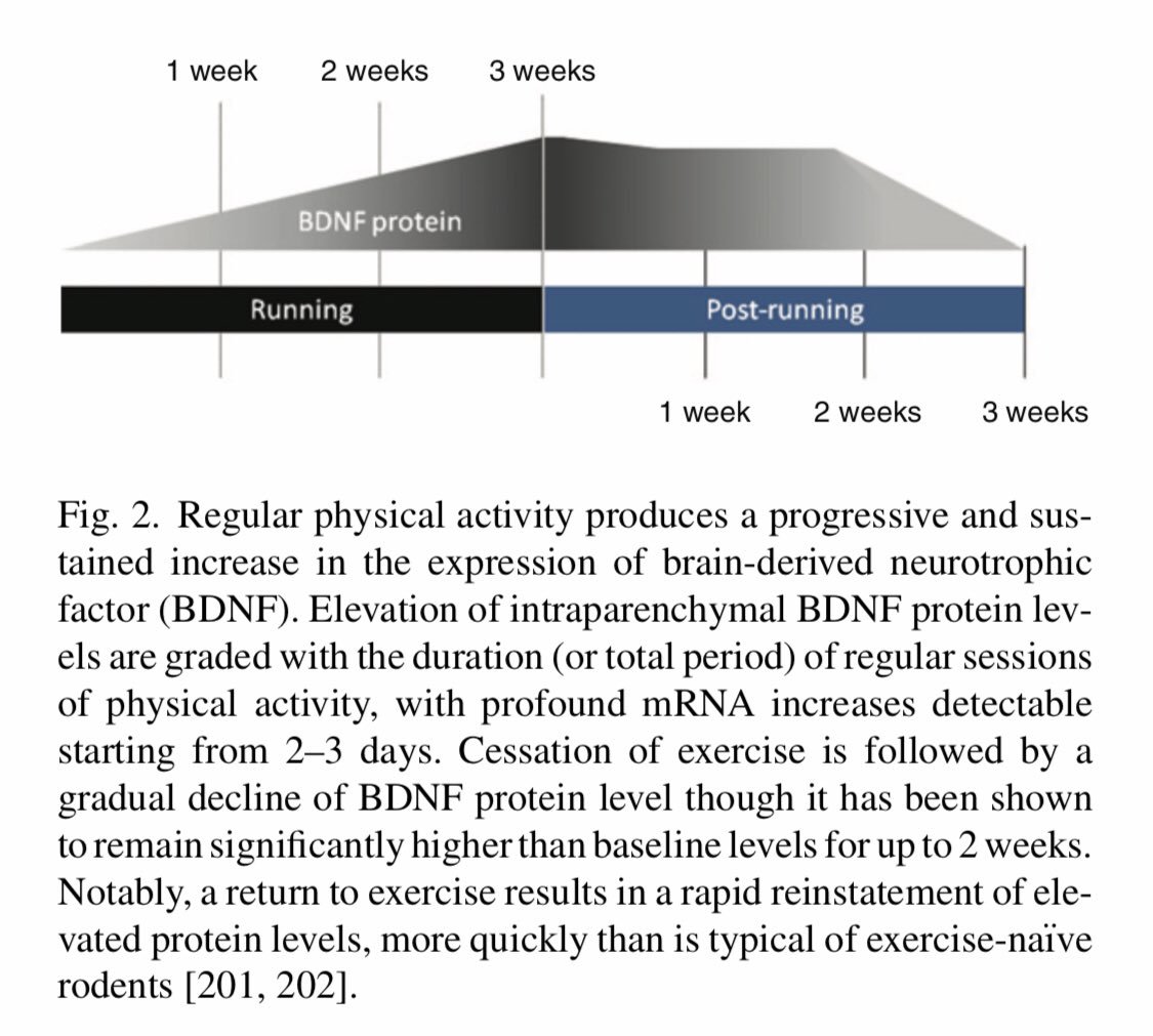 ChristophBurch's tweet image. The Neuroprotective Effects of Exercise: Maintaining a Healthy Brain Throughout Aging 

Vecchio et al. Brain Plast. 2018

🧠🏃‍♀️🏃‍♂️🧠

ncbi.nlm.nih.gov/pmc/articles/P…