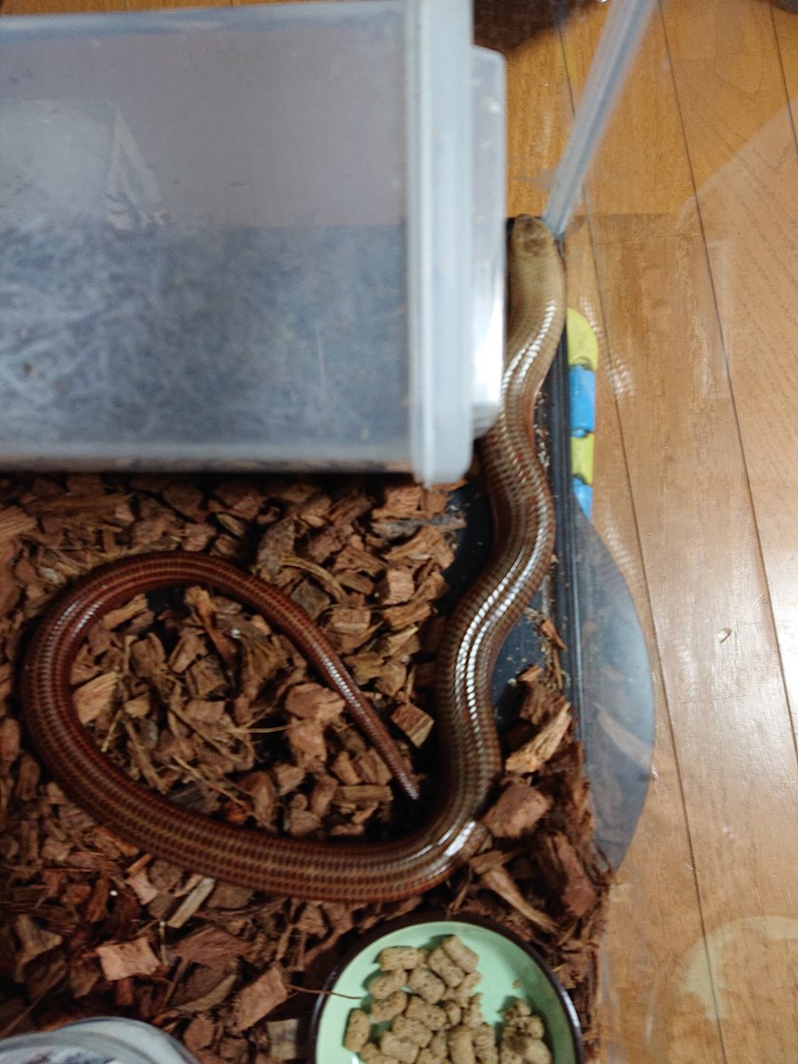 uipon's tweet photo. ご飯、やっと、もらえた(^◇^;)けど、犬と人間が、寄ってくる。 #europeanlegesslizard #はちゅてろ #アシナシトカゲ #爬虫類 #scheltopusik https://t.co/RgxxnEvrx7