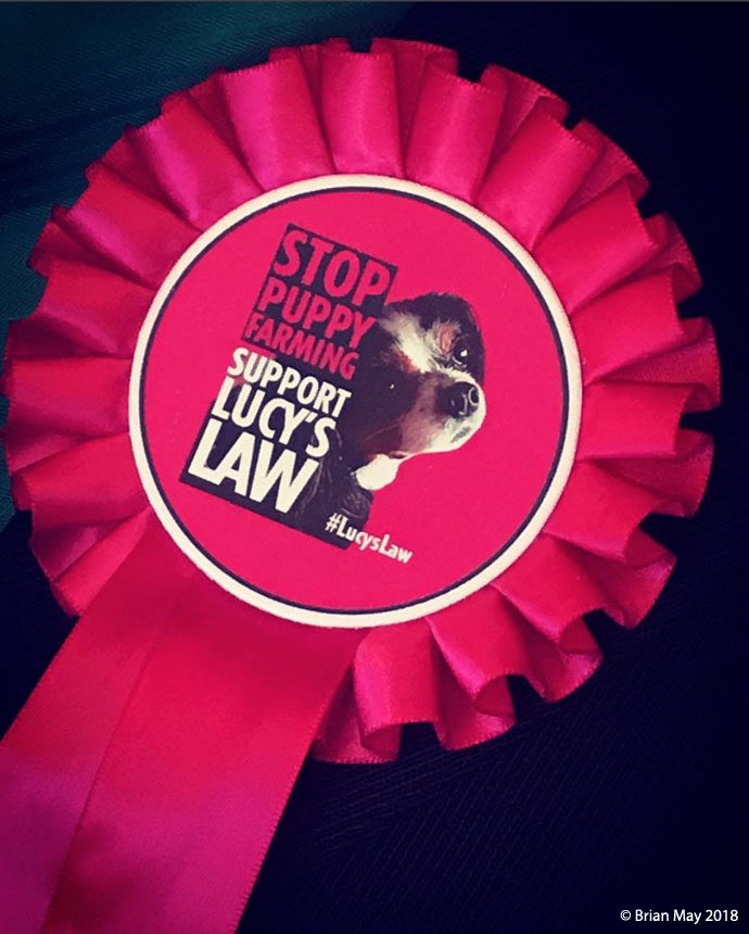 marcthevet's tweet photo. ‘Ban of 3rd party sales of puppies &amp; kittens, known as #LucysLaw, confirmed’ The best news to end the year with. Well done every animal lover who’s supported this campaign, you’re all Lucy’s legends! Official @GOVUK statement: https://t.co/naigzpUtNW #wheresmum #adopt @DefraGovUK https://t.co/1leseMUqq8