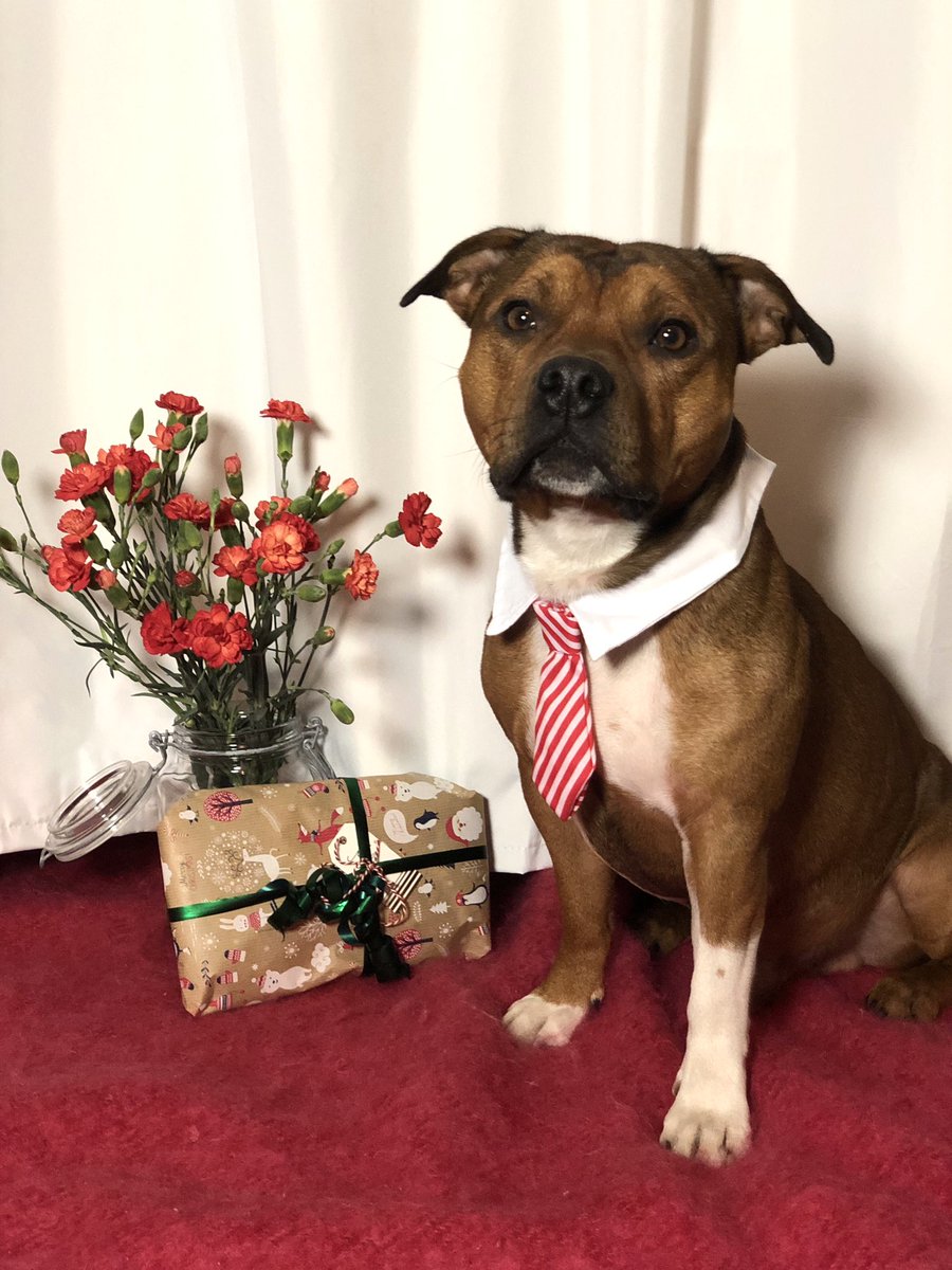 christmas staffy