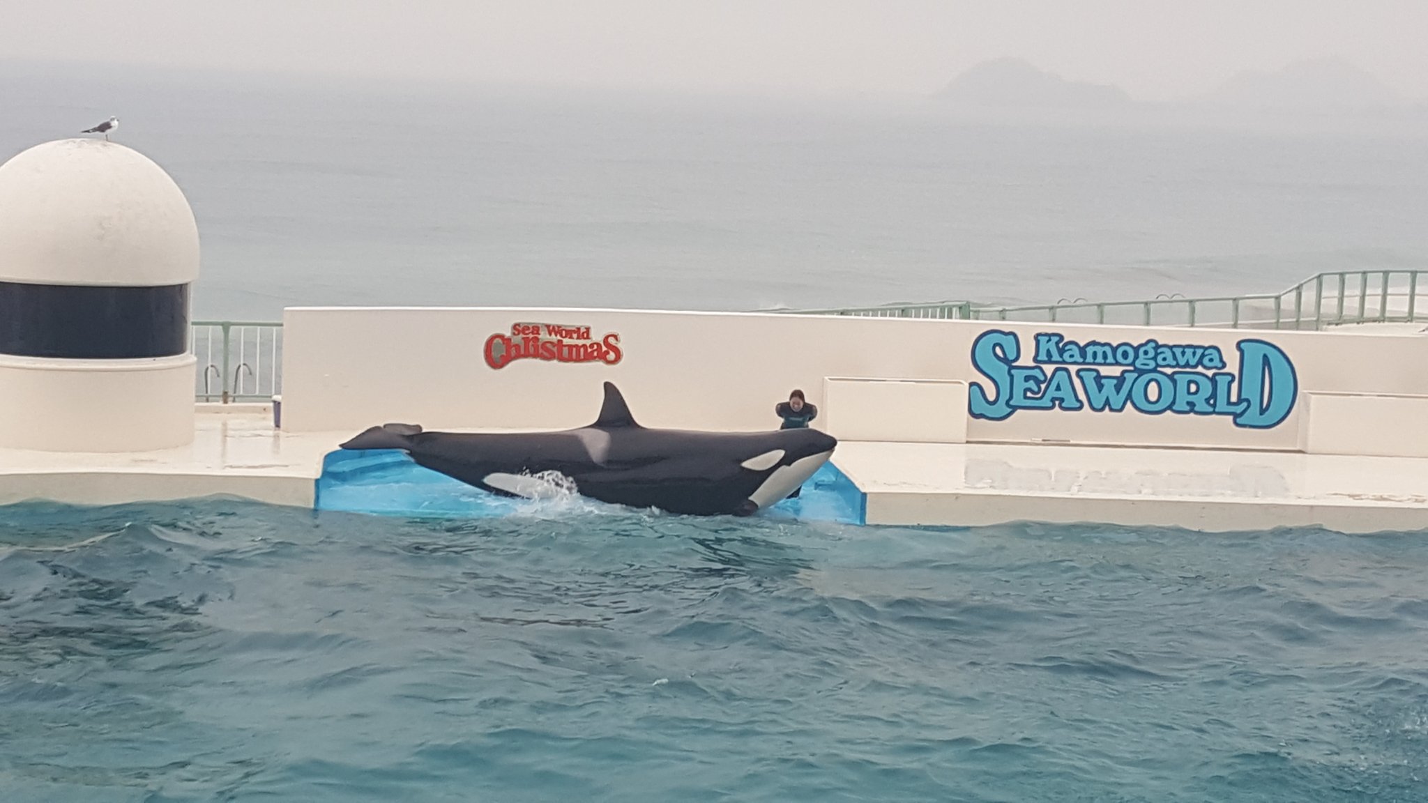 林剛史 鴨川シーワールド 雨やけど 楽しかった シャチやイルカの頭の良さに感服 クラゲの美しさに感動 T Co Oo6jxs8loz Twitter 林剛史 鴨川シーワールド 雨やけど 楽しかった シャチやイルカの頭の良さに感服 クラゲの美しさに感動 T Co Oo6jxs8loz Twitter