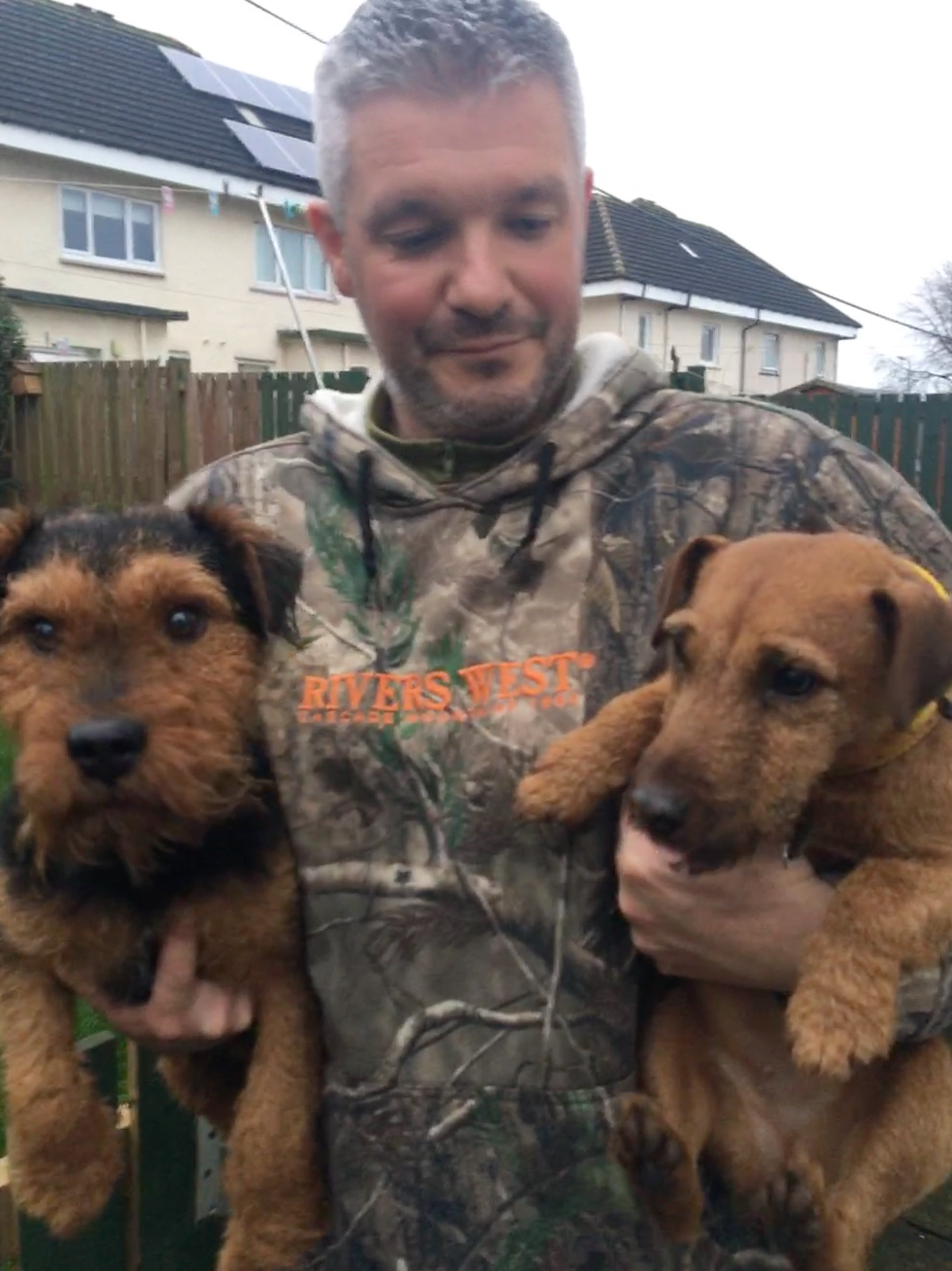 Jack russell hotsell lakeland terrier cross