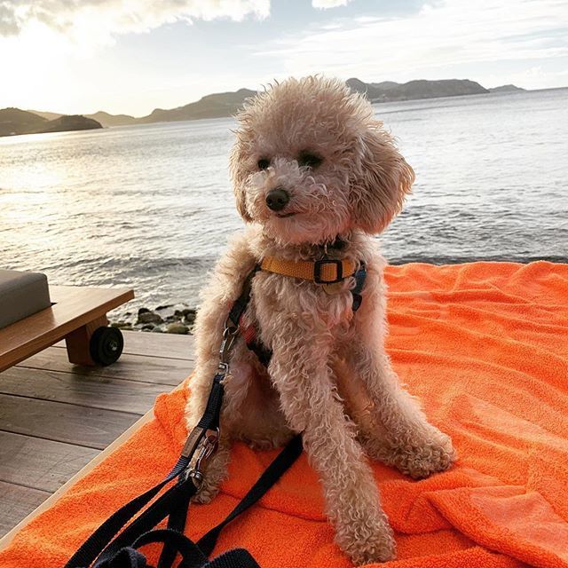 Are you ready for a fun St. Barth Vacation over the holidays 🥳🤩😆Repost from @pepin_le_poo - which way to the nude beach?! 🔛 bit.ly/2BH4bJQ