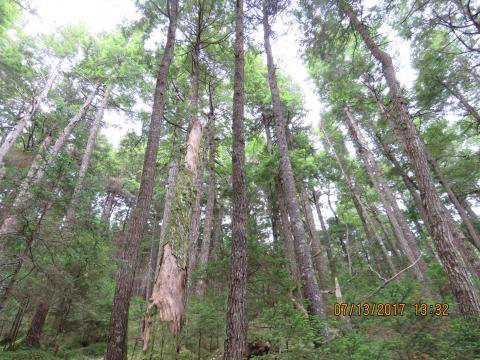 BigJMcC's tweet photo. #NSForests Mike Lancaster #SMBSA: This cut has now been cancelled! We dodged a terrible loss here. We have to stay vigilant because more forests like these may 'slip through the cracks' if the public is not keeping a close eye on Harvest Plans Map Viewer. https://t.co/zFAhllAeEH https://t.co/FCTApxLPq7