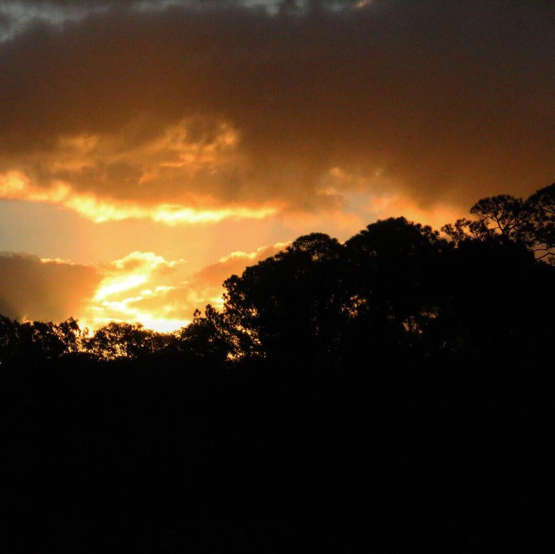 JBrannanLive's tweet image. Did some “huntin” this mornin and shot me a purrty bird... 
#birdmodel #mscoastlife