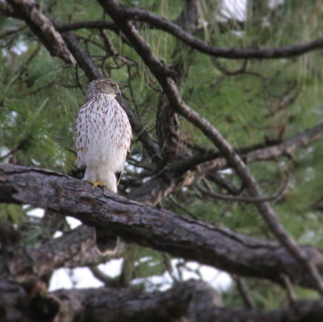 JBrannanLive's tweet image. Did some “huntin” this mornin and shot me a purrty bird... 
#birdmodel #mscoastlife