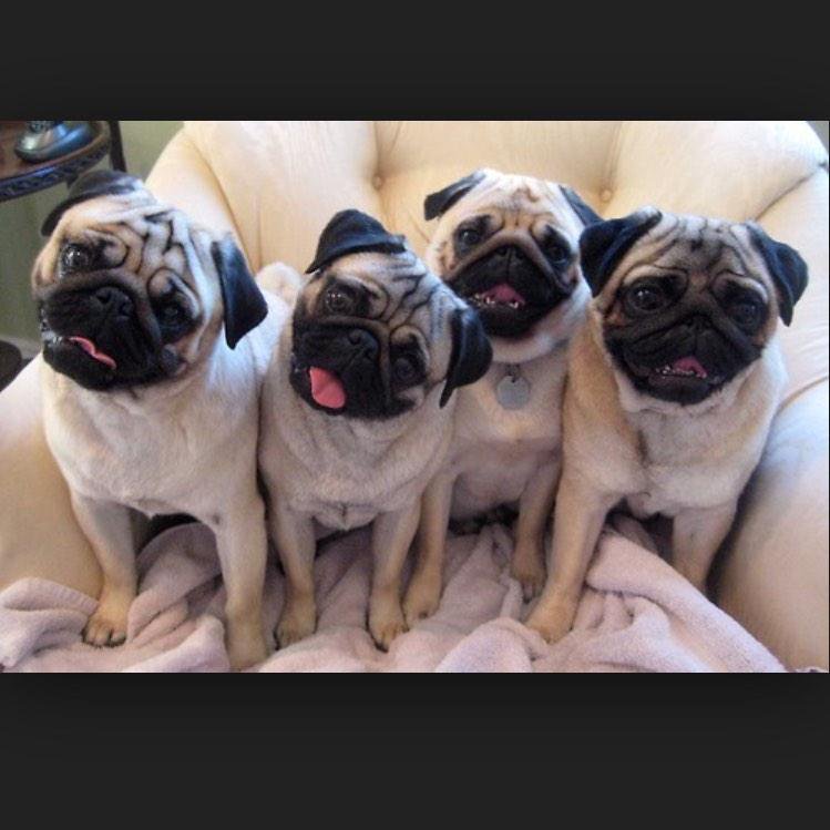 Много мопсов. Куча щенков. Упряжка мопсов. Много мопсов. Собака мопс и бульдог.