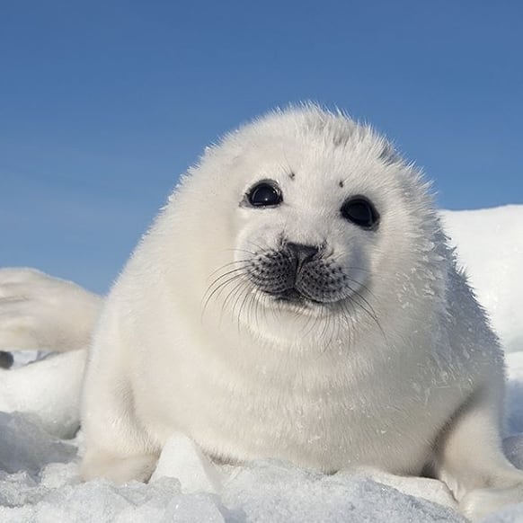 GF_Shop's tweet image. Harp seal pups are born on sea ice covered in a beautiful white coat which will last only a couple of weeks. After that, dark waterproof hair will grow in. 
@daisygilardini @sealegacy 
#sealife #wildlifeconservation