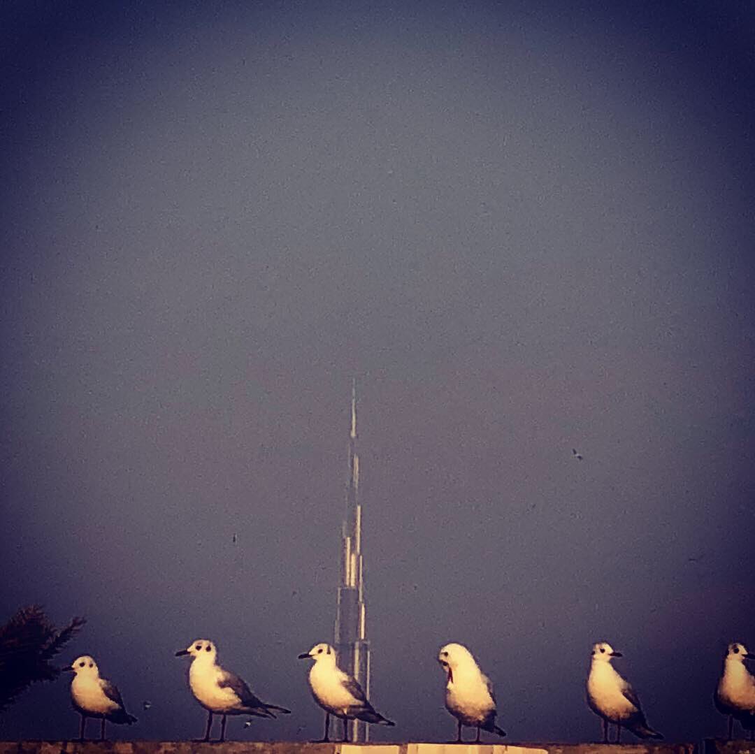 From #KiteBeachDubai on a cool Saturday. #MyDubai #Meraas