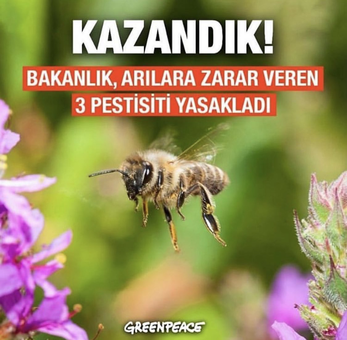 berensaat