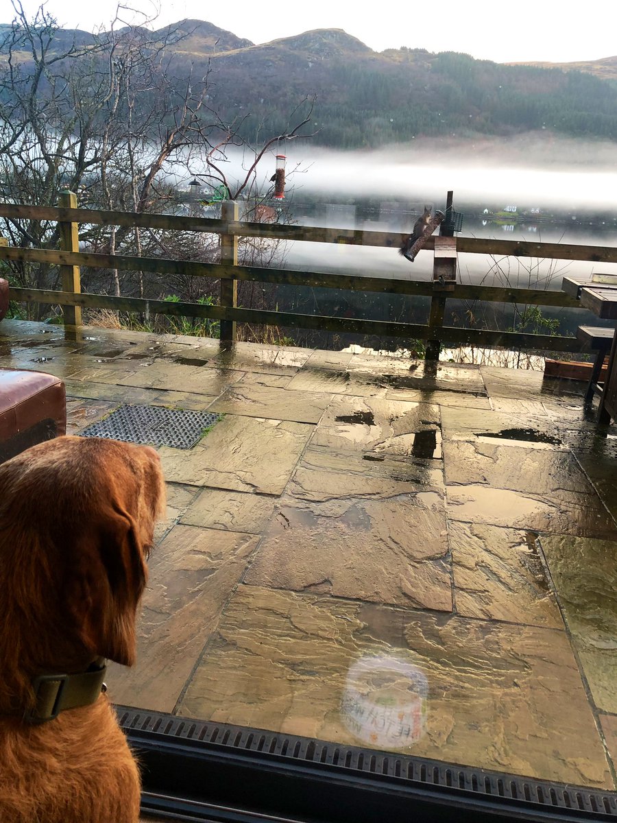 c_andrewsphu's tweet image. The most brave squirrel in the world teasing poor Jarvis who just wants to chase him 😂🧡 #lochgoil