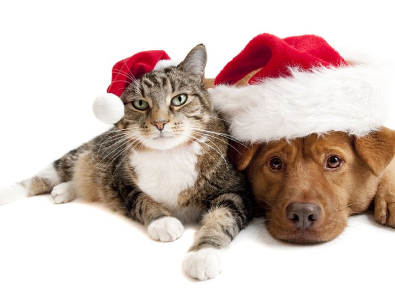 ExeterPAH's tweet photo. Santa Paws is coming to town!!! May your days be Meowy and Bright!

@PetsatHome @AdoptionForPets 

#ChristmasEveEve #day23 #christmas #pets #SundayMorning https://t.co/9sUU3YBD7K