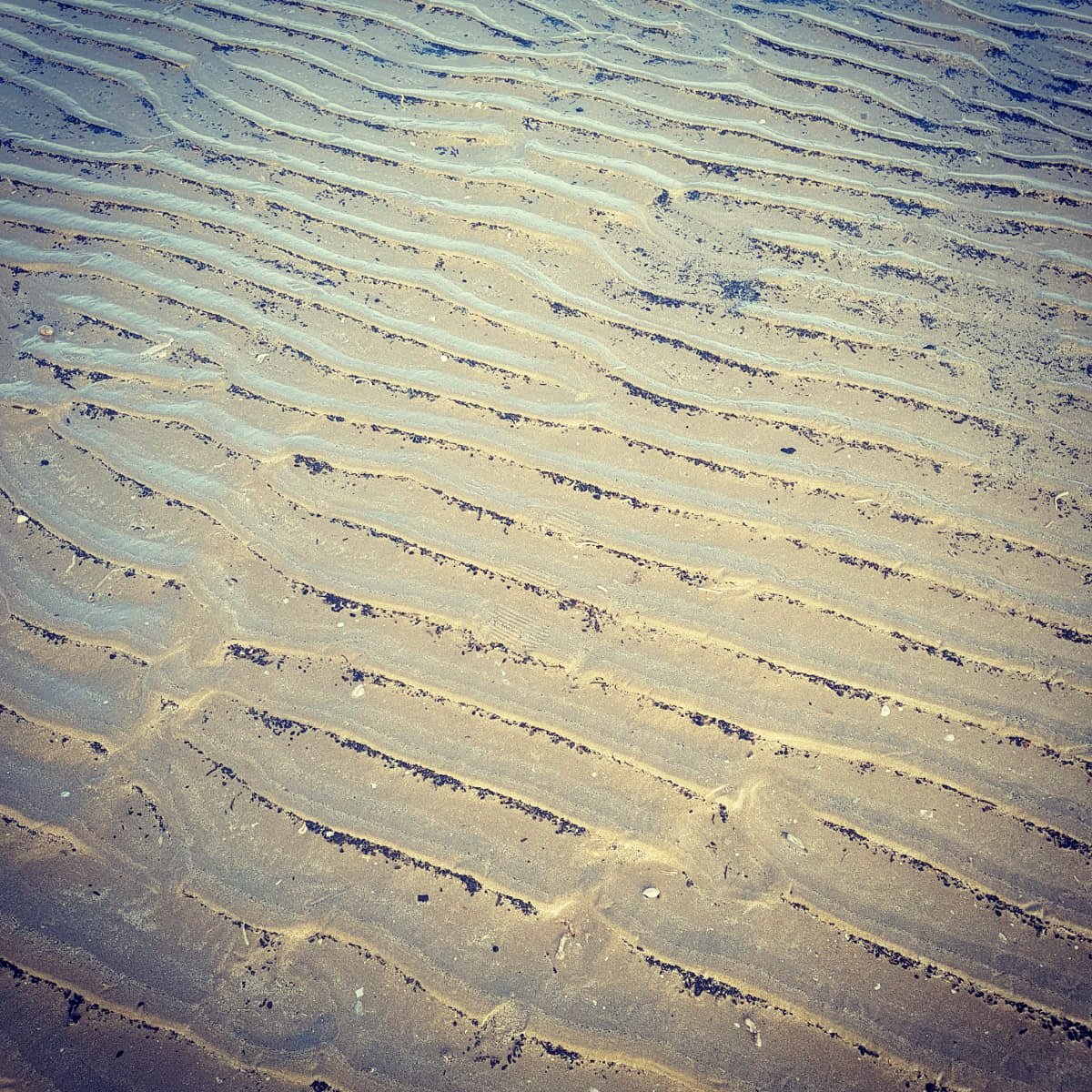 beesgardens's tweet image. Patterns in nature: sand ripples #naturepatterns #ripples #bedforms #sand #beach #pembreycountrypark #cefnsidan #wales