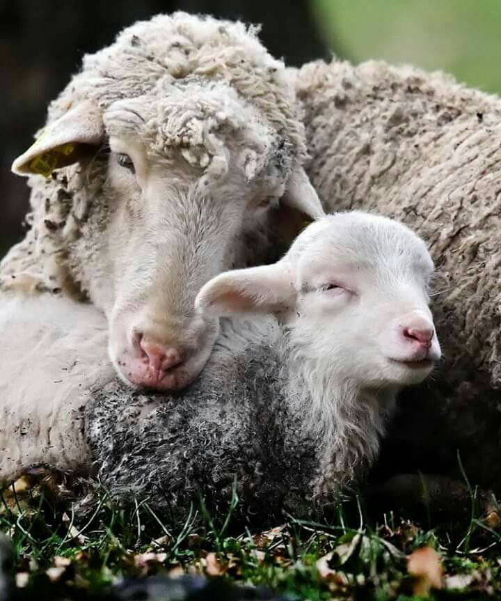 Peace on earth to all beings 💗#love #baby #lambs #vegan #govegan #compassion #kindness #bekind #loveanimals #family  #Christmas #peace #cute #beautiful #animalrights #lamb #sheep #lovelambs #lambchops