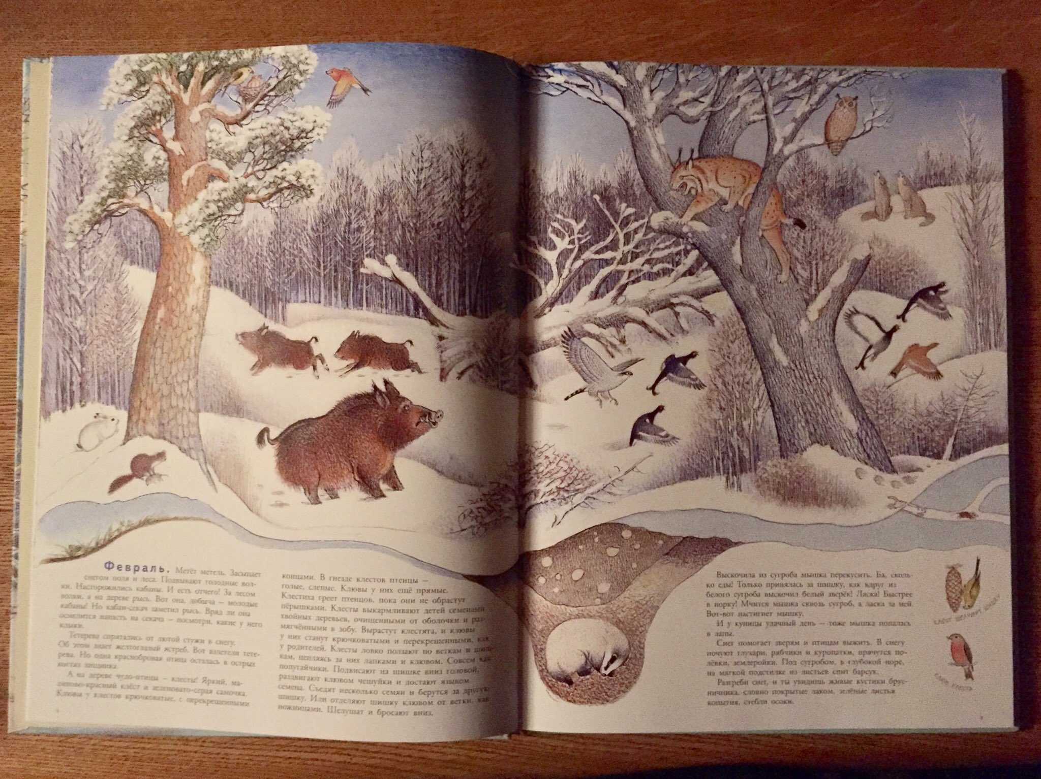 Twitter এ ロシアの絵本 カランダーシ こんにちは 来年の干支はイノシシ ロシアの森にもイノシシは暮らしているようですが お話や絵本 の登場回数は熊や狐 狼たちにくらべて少ない印象があります 画像は図鑑絵本 森の中で とチャルーシン画 動物の仲間たち