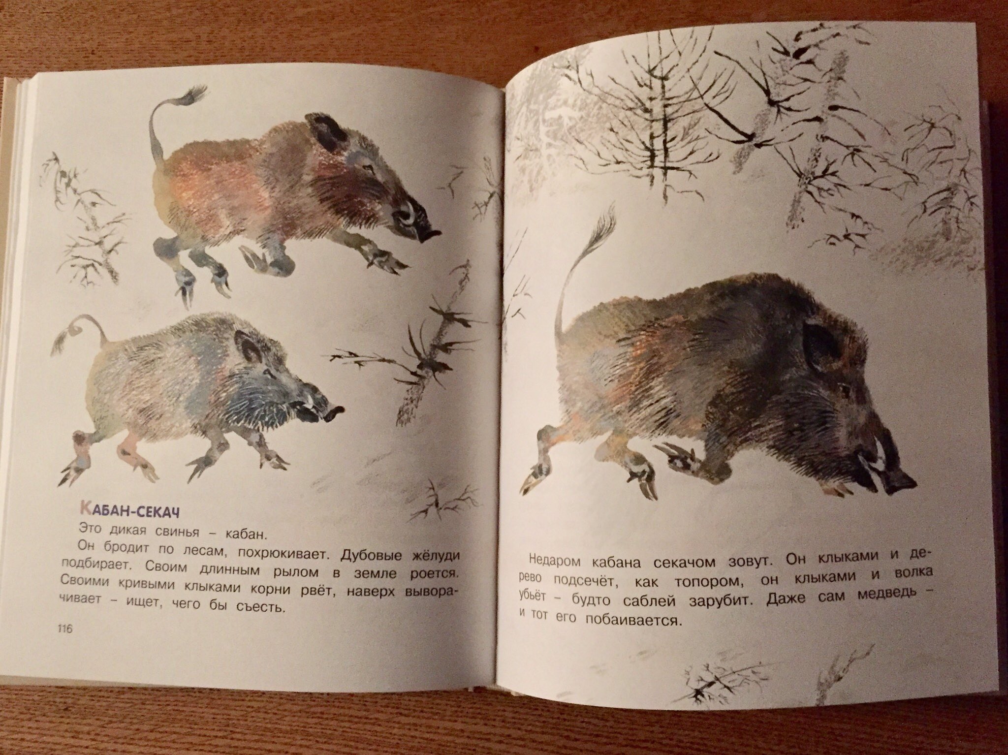 ট ইট র ロシアの絵本 カランダーシ こんにちは 来年の干支はイノシシ ロシアの森にもイノシシは暮らしているようですが お話や絵本 の登場回数は熊や狐 狼たちにくらべて少ない印象があります 画像は図鑑絵本 森の中で と ট ইট র ロシアの絵本 カランダーシ こんにちは 来年の干支はイノシシ ロシアの森にもイノシシは暮らしているようですが お話や絵本 の登場回数は熊や狐 狼たちにくらべて少ない印象があります 画像は図鑑絵本 森の中で と