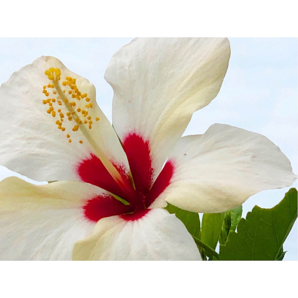 白いハイビスカス