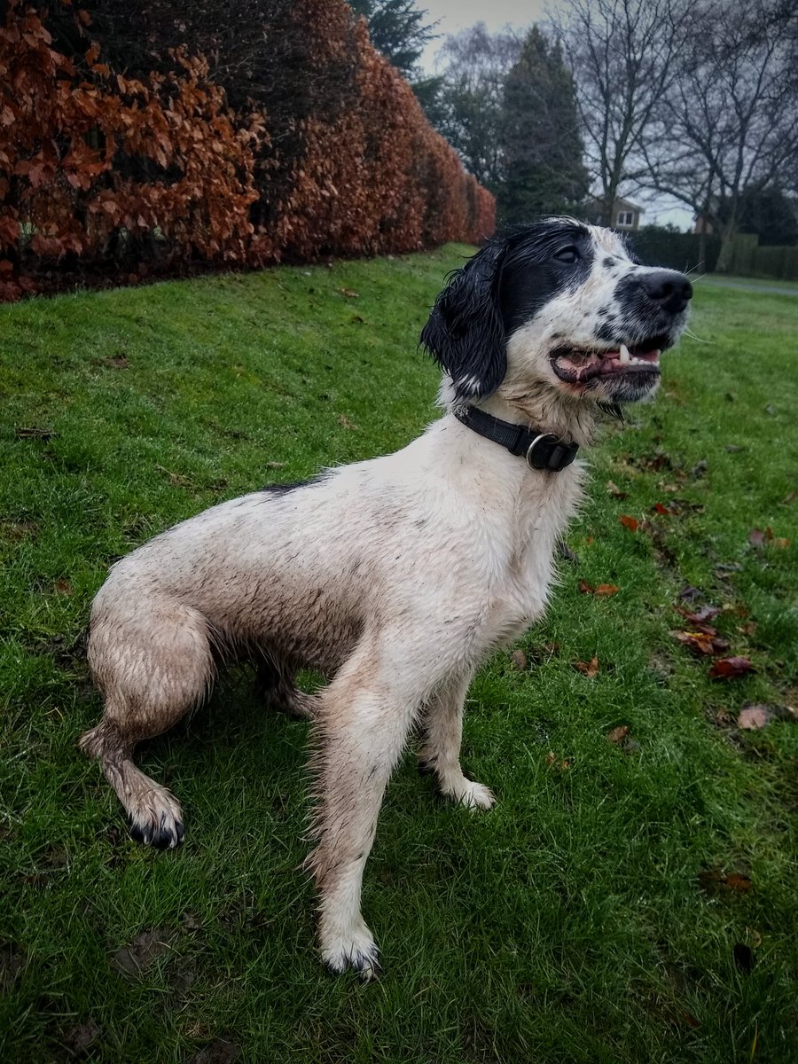 WMP_Dog's tweet image. For some reason I had to have a bath this morning 🤷🤦 #muddyspaniel #spanielproblems