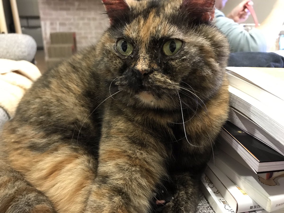 自分からお風呂を覗きにきたのに 目を泳がせて気まずい顔をする猫さんがかわいい Togetter