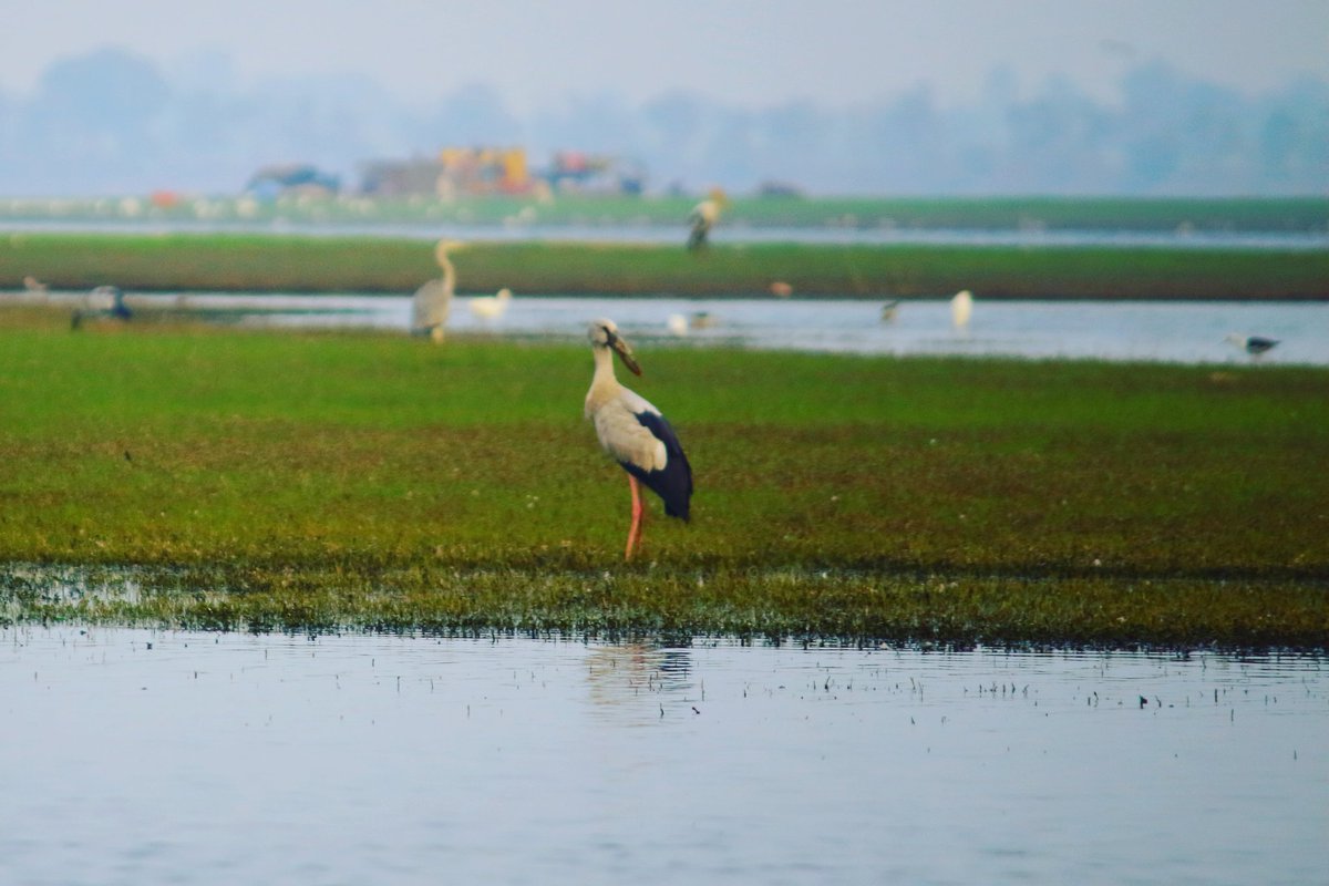 Adventurecall1's tweet photo. I'm guessing this is an #orientalstork. Please confirm ID. 
#birdwatching #Bhigwan #Maharashtra India. https://t.co/2DfHrJCuC4