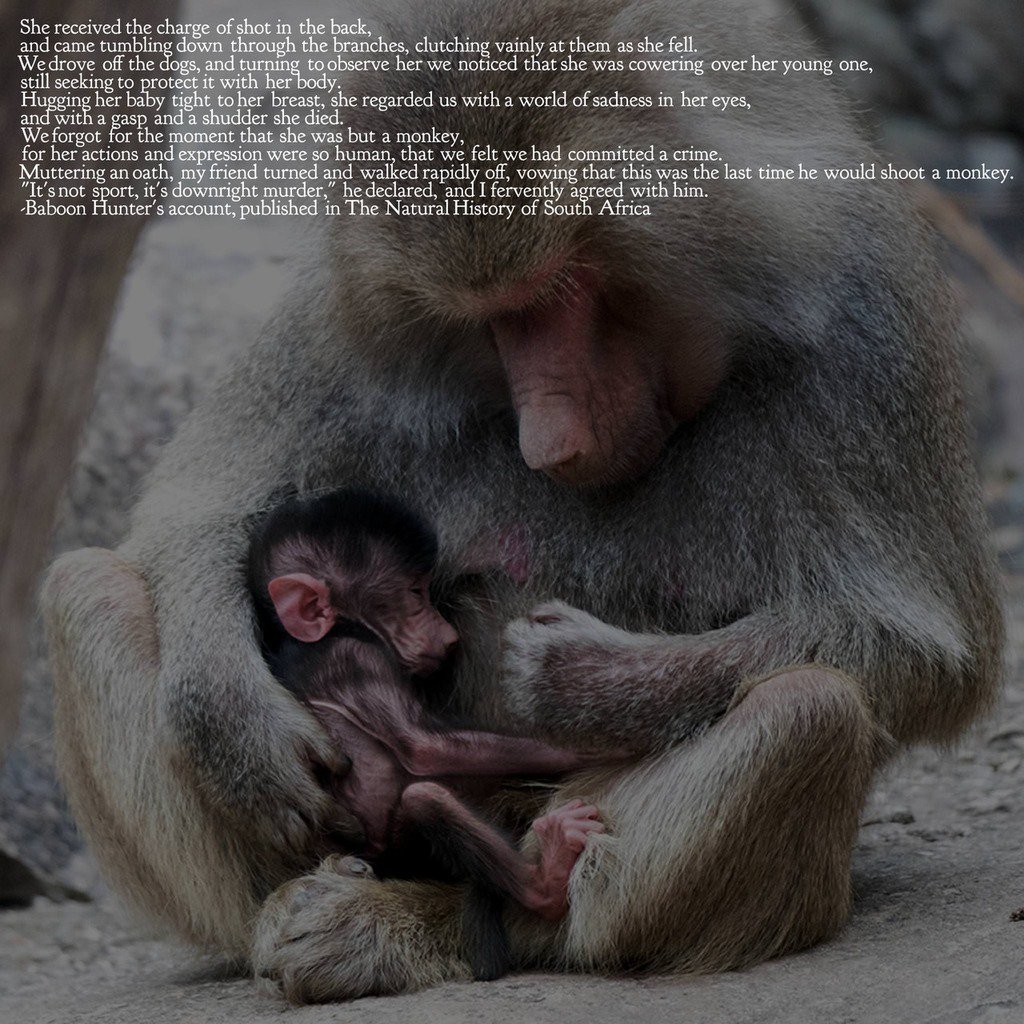 #Quotes “…Hugging her baby tight to her breast, she regarded us with a world of sadness in her eyes, and with a gasp and a shudder she died…” -Unknown [2048x2048]