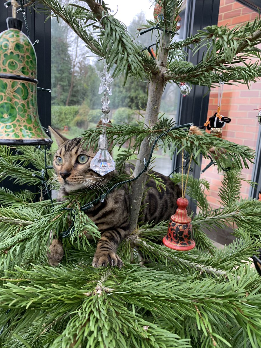 BengalWilma's tweet image. How did you spot me? 🎄😺😹🐾 #FairyFrank #XmasTree #CreatingChaos #Bengals. #ChristmasCat
