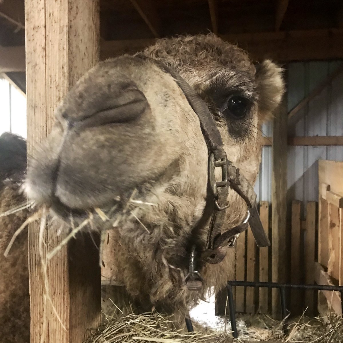 Plumpton Park Zoo V Twitter Abu The Camel Who Is Patiently