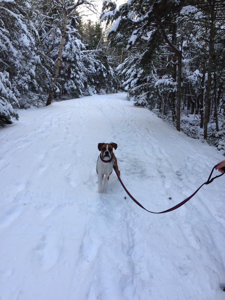 Maudtheboxer's tweet photo. Snowy walks! #maud #maudtheboxer #winter #boxer #boxers #boxerdog #boxerdogs #dog #dogs #cute @BoxerBond @BoxerDogUnion https://t.co/r9EaB0985H