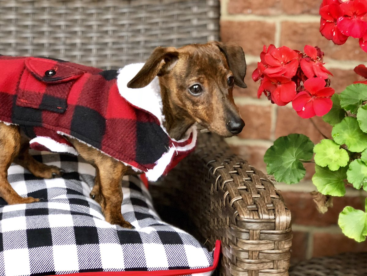 scoutandfriends's tweet photo. Last year my momma got me all dressed up for pictures. This year she hasn’t had time because my auntie is very sick and we are caring for her. Please pray for my auntie #sassesnacks to be home for Christmas 🎄. Love you, friends. Merry Christmas. 🎄🎁 https://t.co/fRT2aXvpon