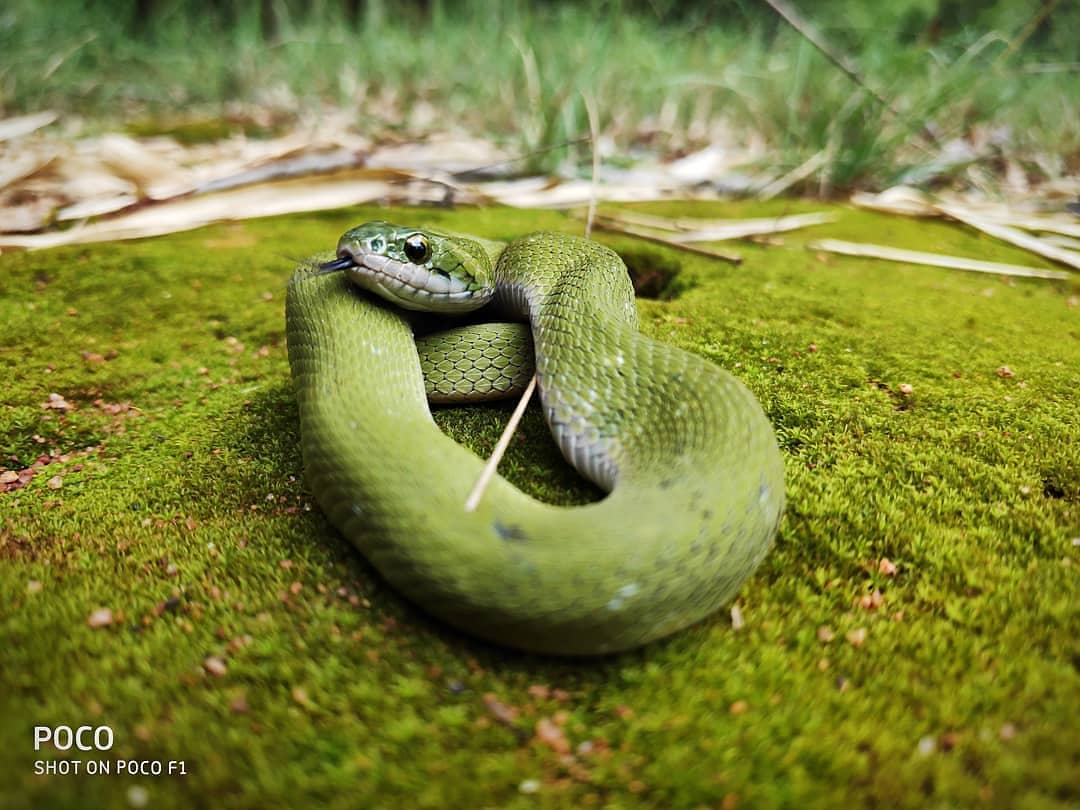 IndiaPOCO's tweet photo. This just keeps getting better and better! Check out our top picks for the #ShotOnPOCO Photography Contest Poll 4 (November).

Traveler by IG user xulkarnain
Yellow leaf by IG user shbhm111
Green snake by IG user b_a_l_a_muruli
Follow me by IG user guyizhi https://t.co/TZFlF1TSHx https://t.co/ZogF3fs0h8
