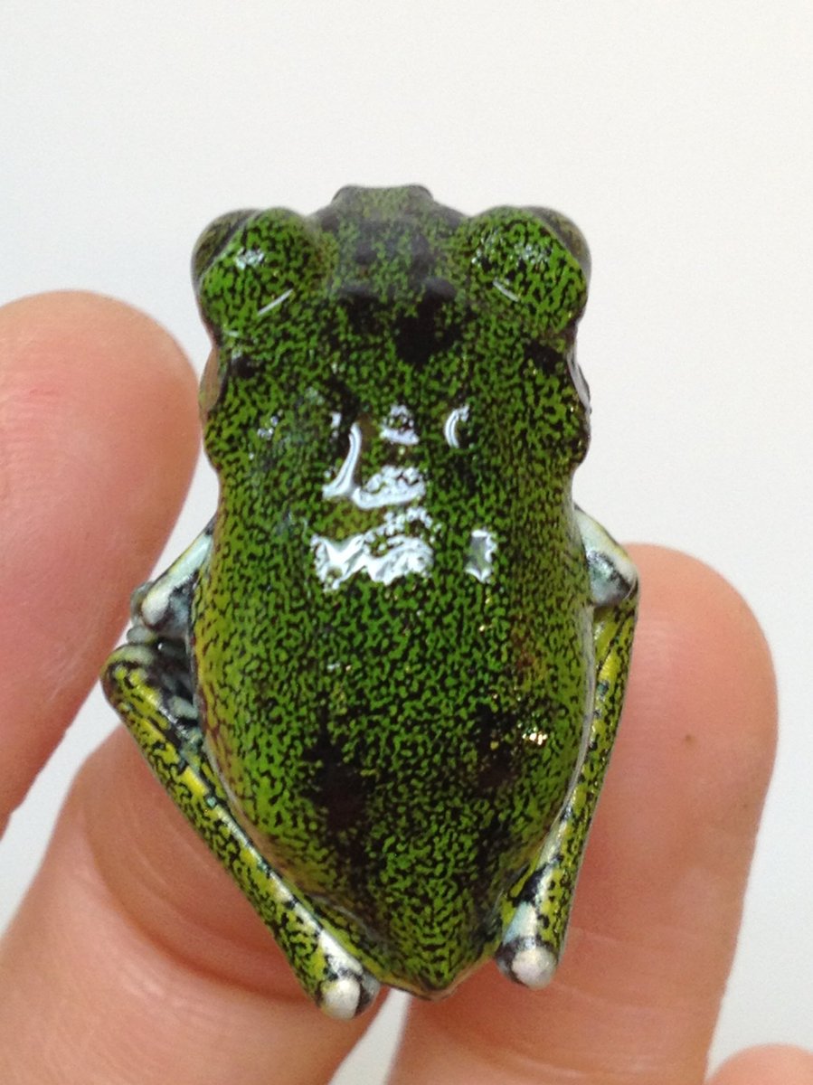 ムシクイオオクサガエル Leptopelis vermiculatus タンザニア固有種の