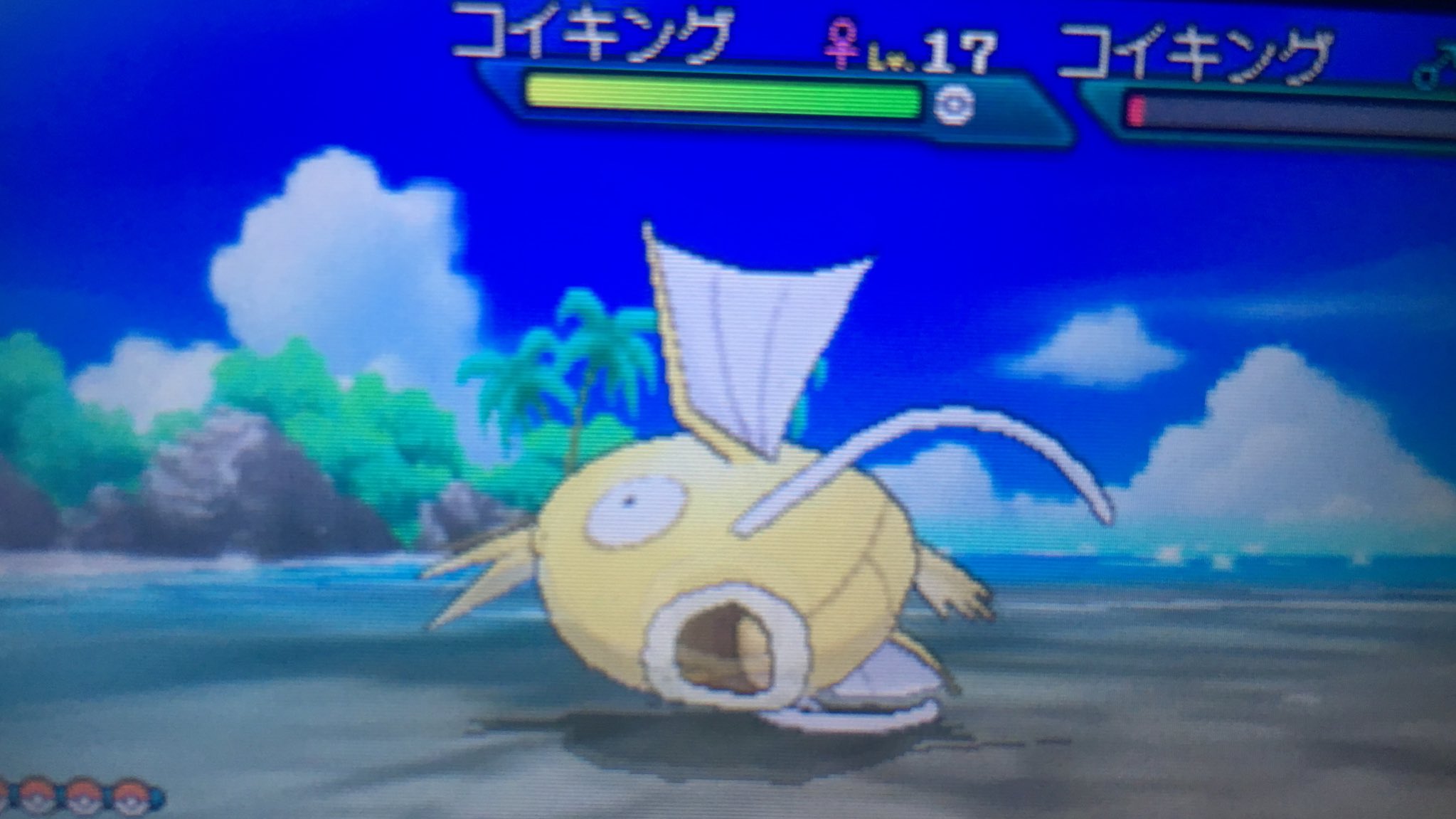 くるー 金コイキング 結構有名な色違いですね レオモンさんとかの影響もあると思うけど 卵ではなく連鎖で出してみました ついでにvc版から持ってきた赤いギャラドスも仲間入り 色違いポケモン ポケモン好きさんと繋がりたい T Co
