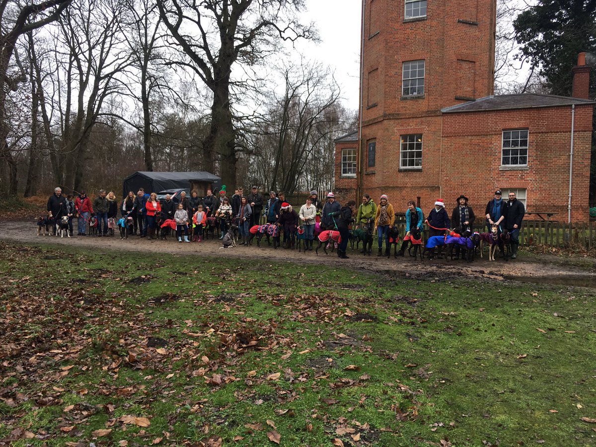 SurreyWhippets's tweet photo. Kwissymus warkies wiv meownselfβs houndie frens at #OckhamCommon today https://t.co/2QriVbZAzZ